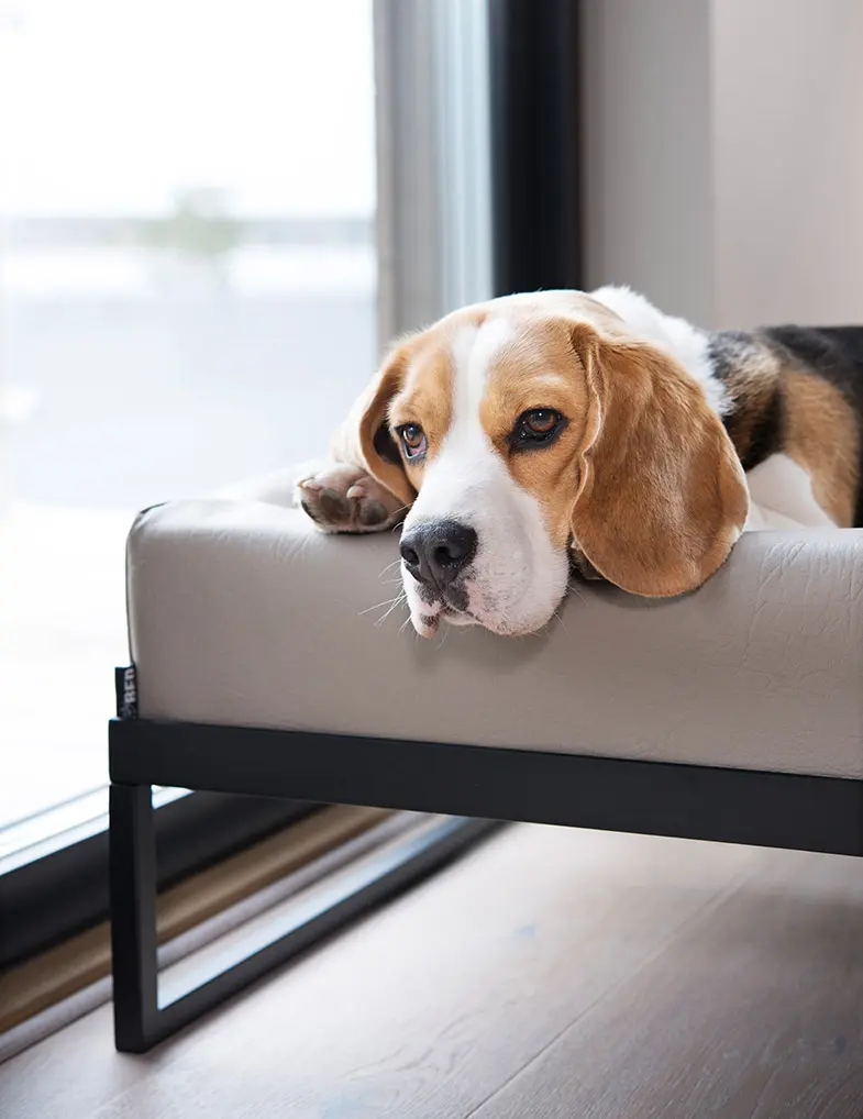 Bia Air - Jalkatuki musta