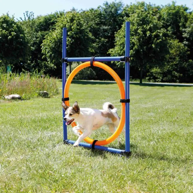 Agility Jumping Ring