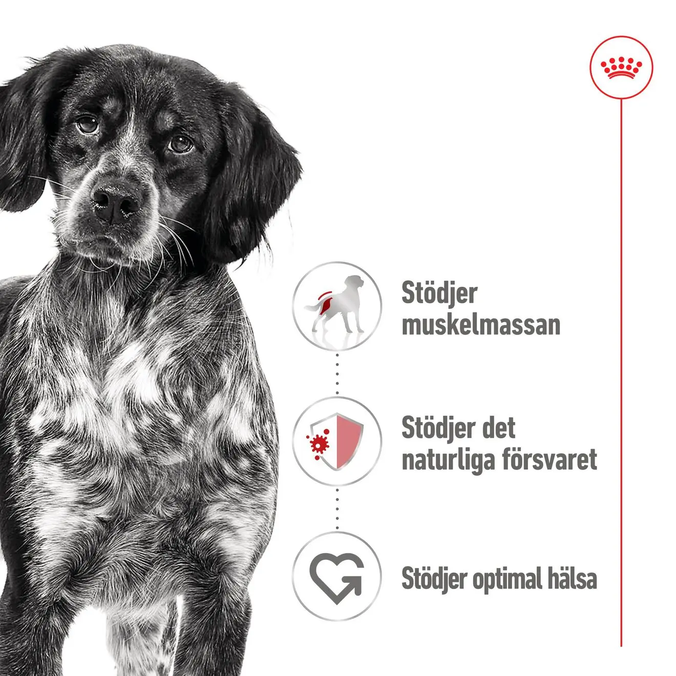 SHN Medium Adult Märkäruoka koirille