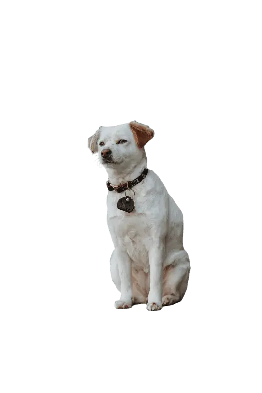 Hundhalsband Sansibar Cognac