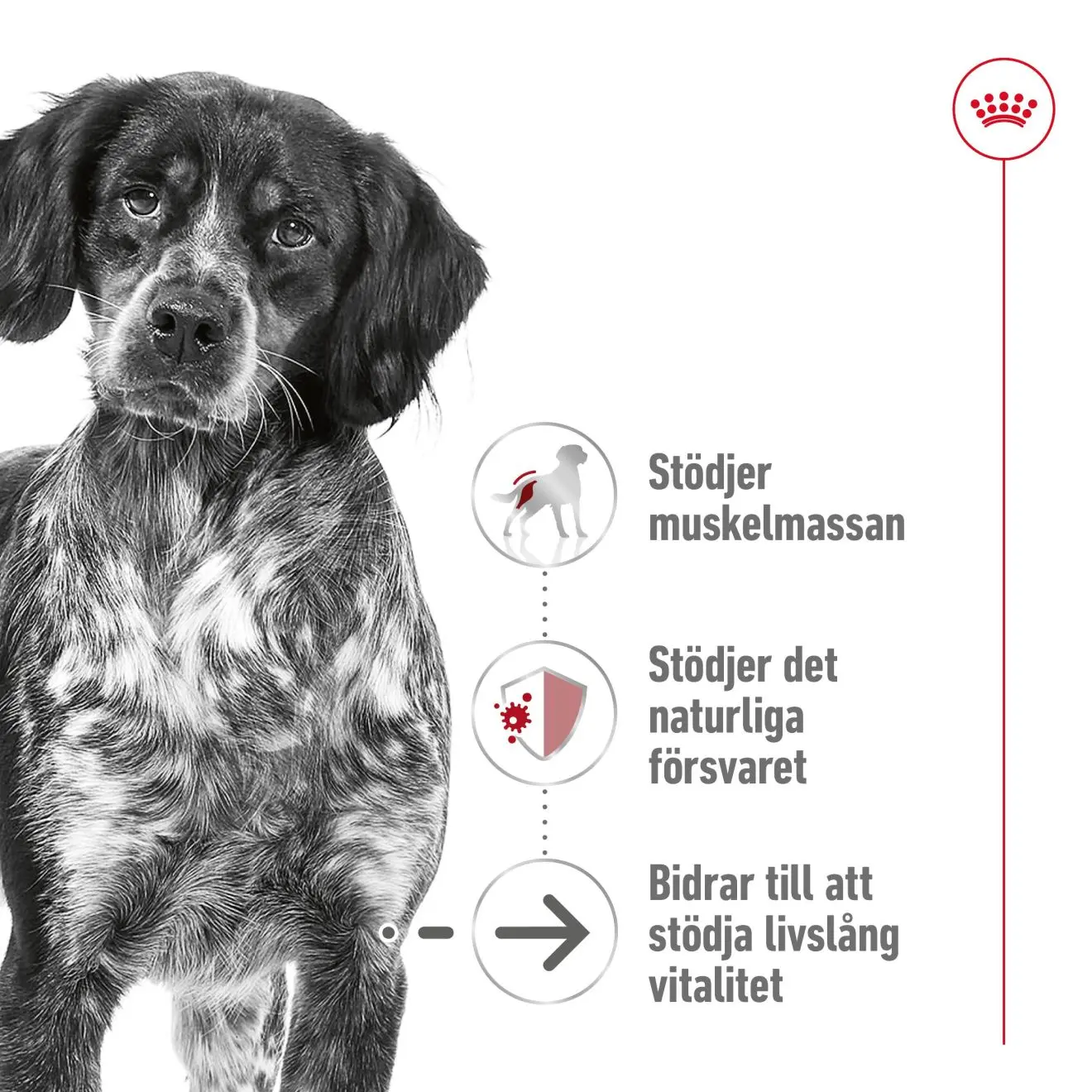 Keski-ikäinen 10+ ikäinen Kuivaruoka koirille