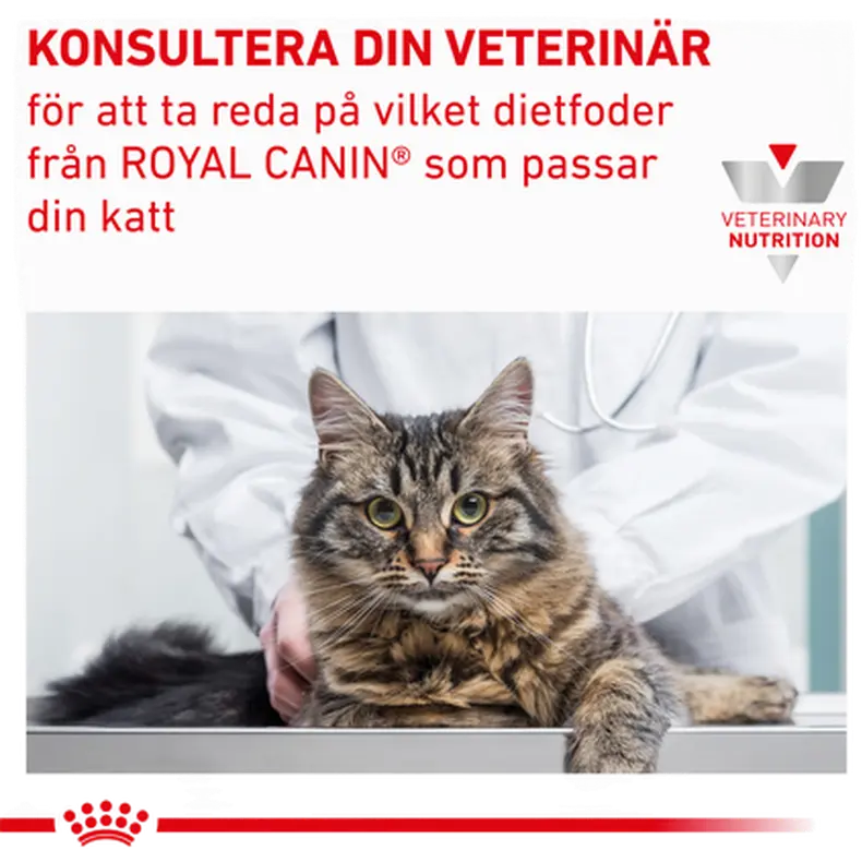 Renal kissan märkäruoka