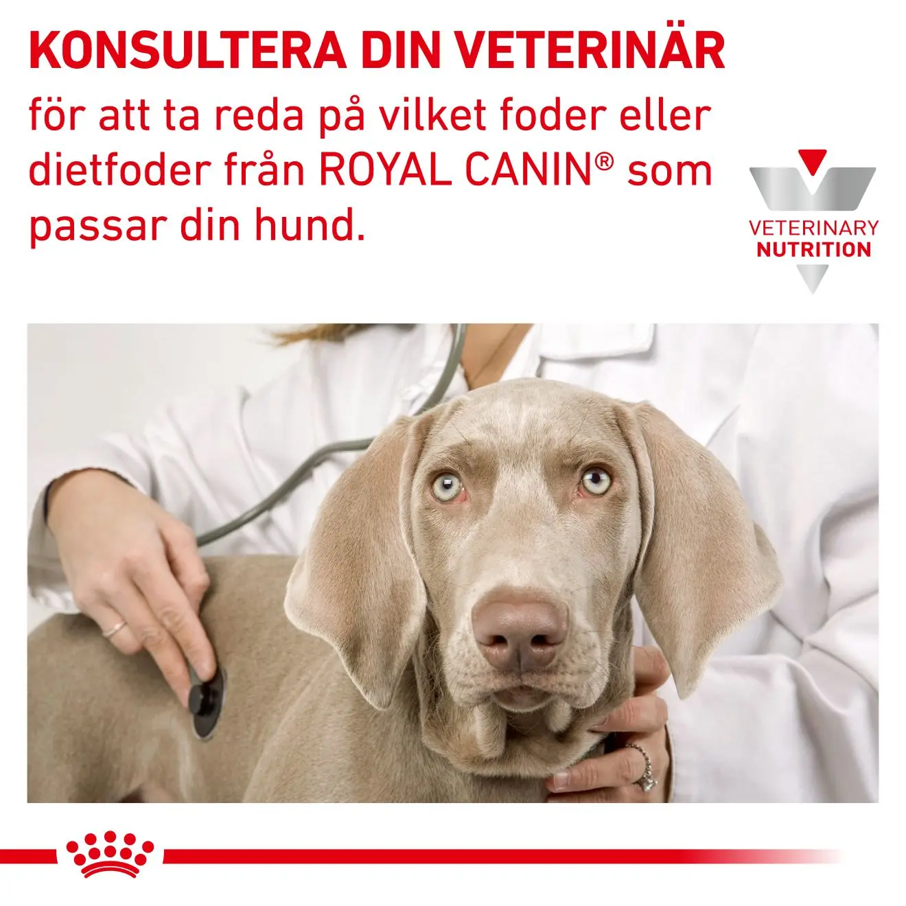Derma Hypoallergenic Loaf Can märkäruoka koirille