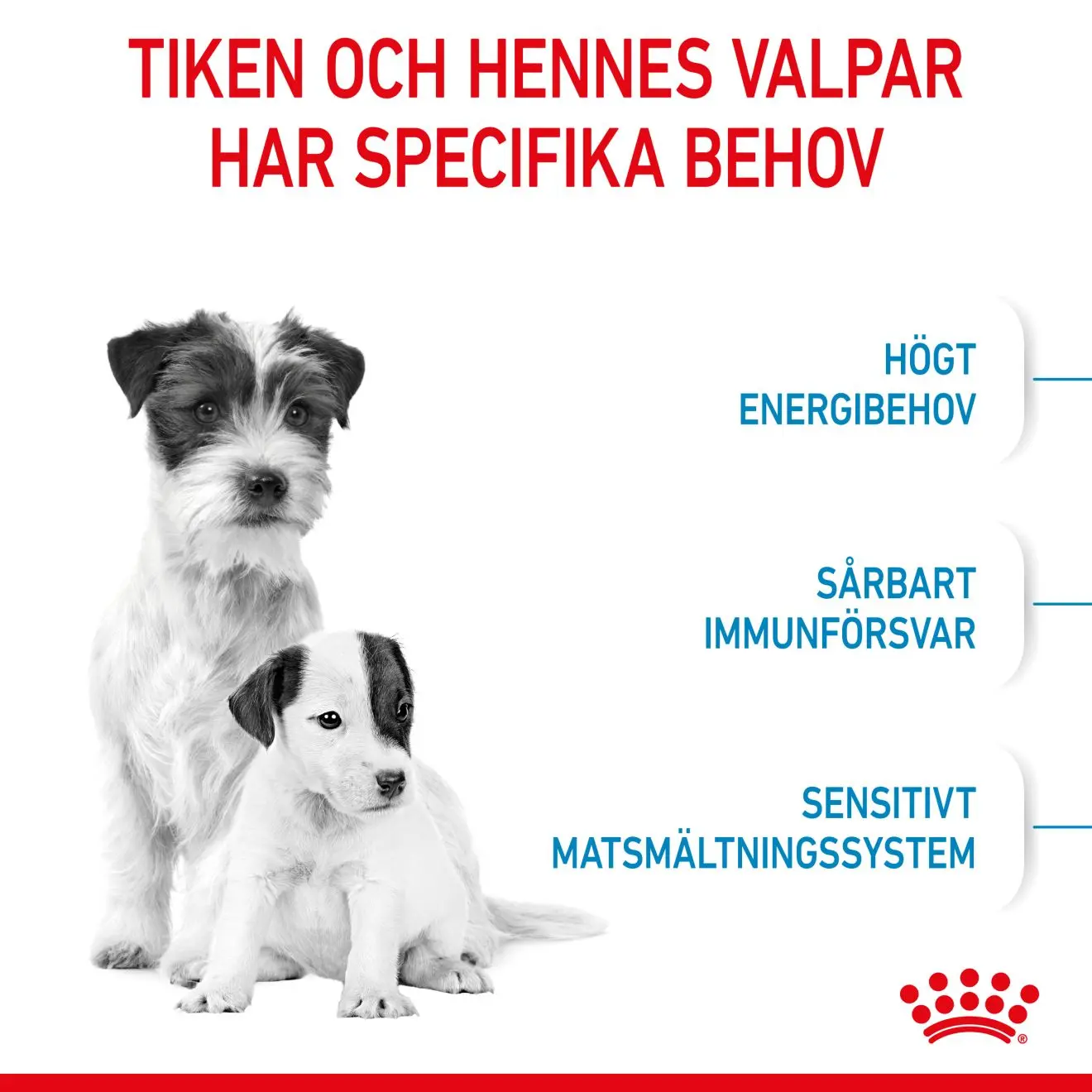 Mini Starter Mother &amp; Babydog Tørrfôr for hunder