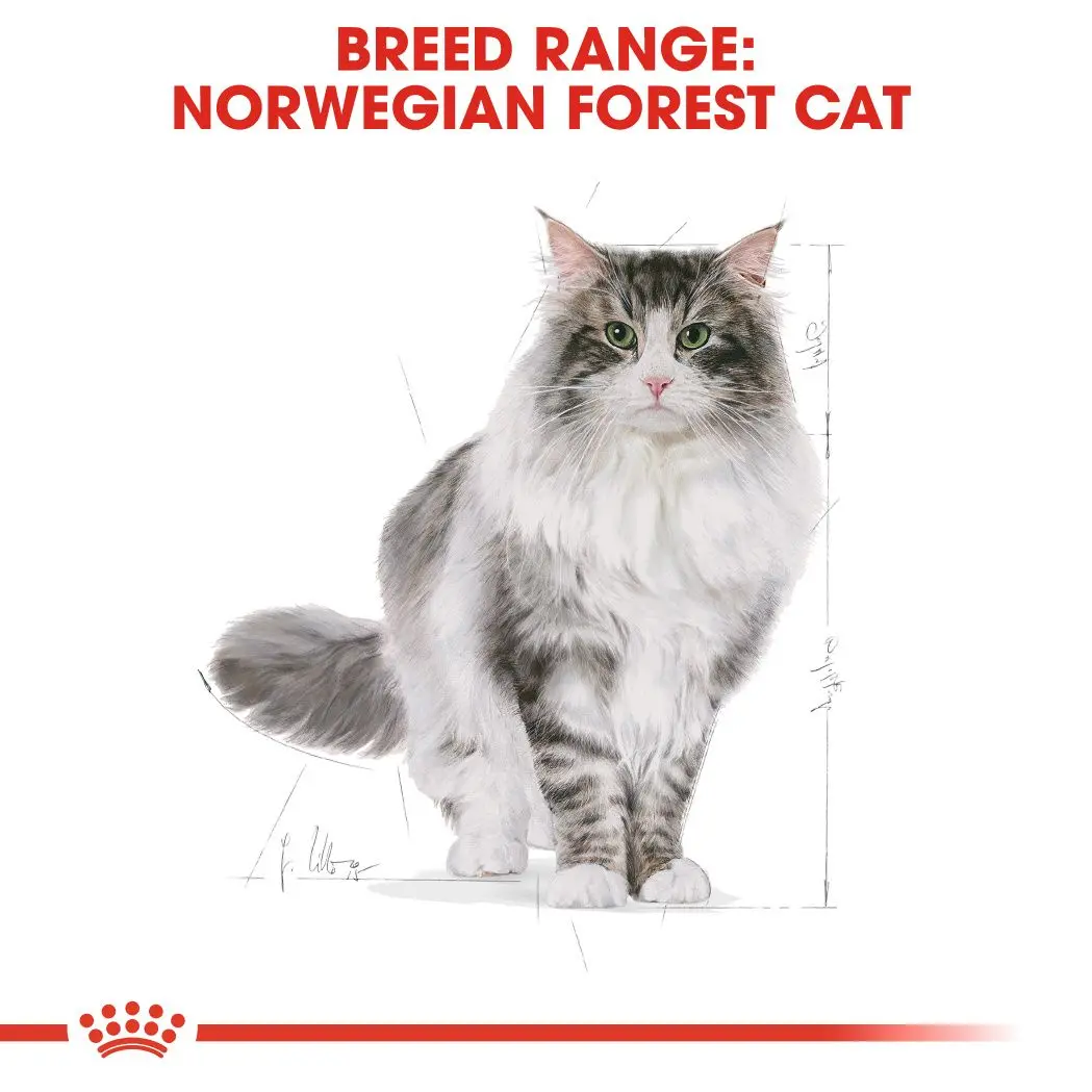 Norwegian Forest Adult kissan kuivaruoka