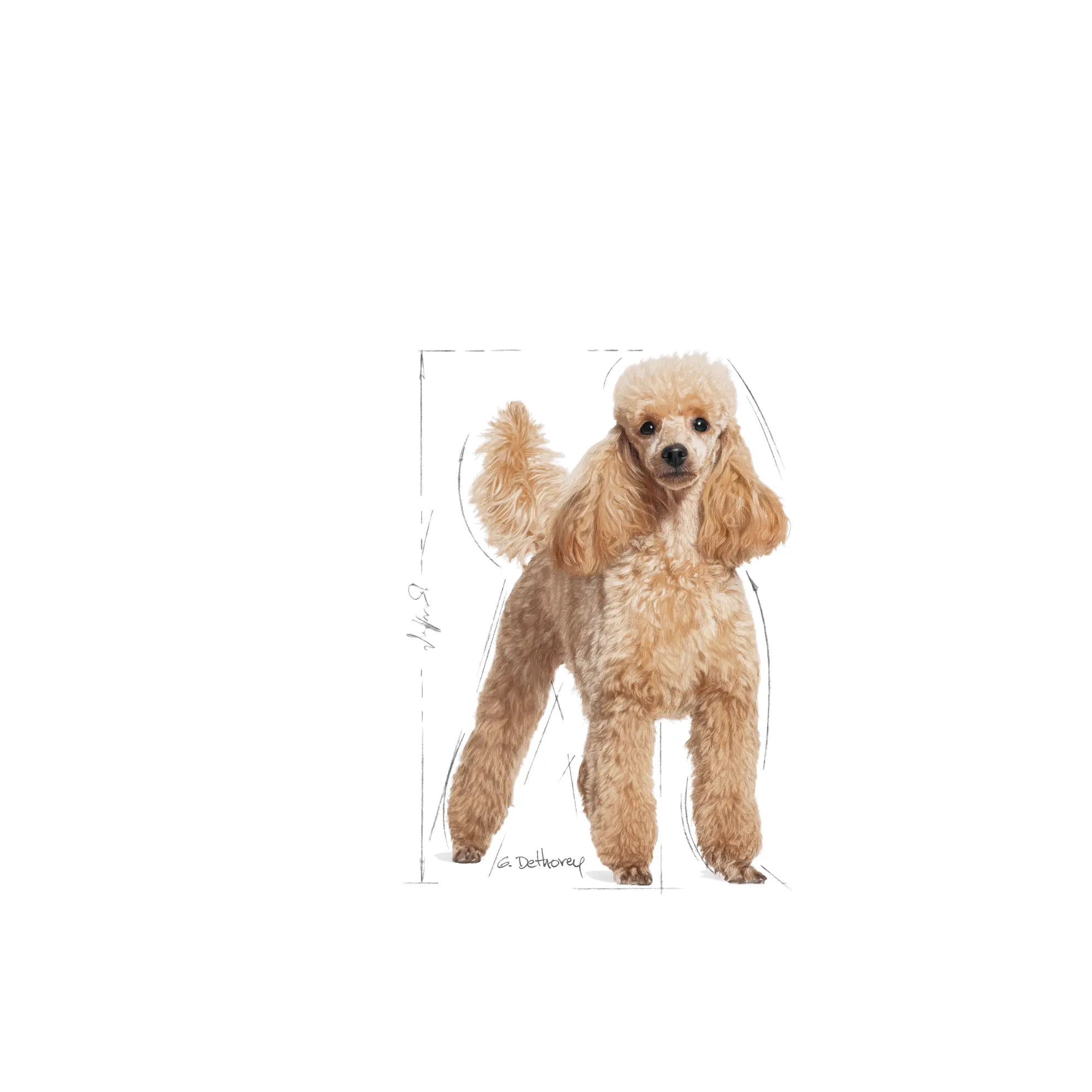 Poodle Adult Dry food koirille