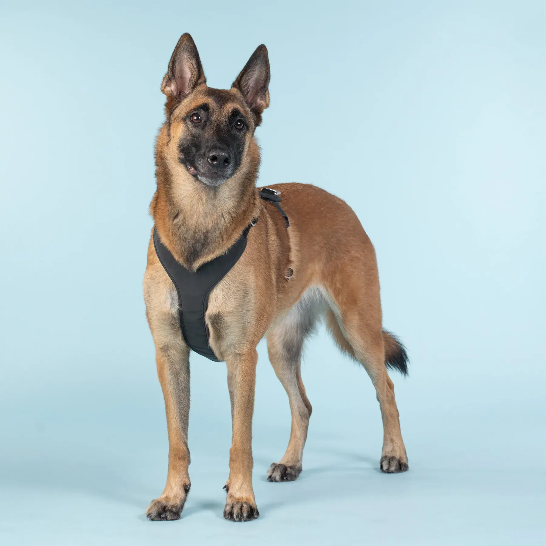 Visibility Harness Pink