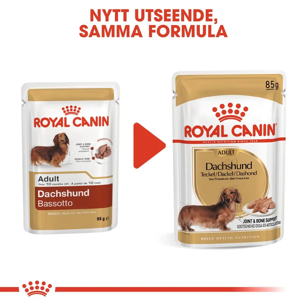 Dachshund Adult Märkäruoka koirille