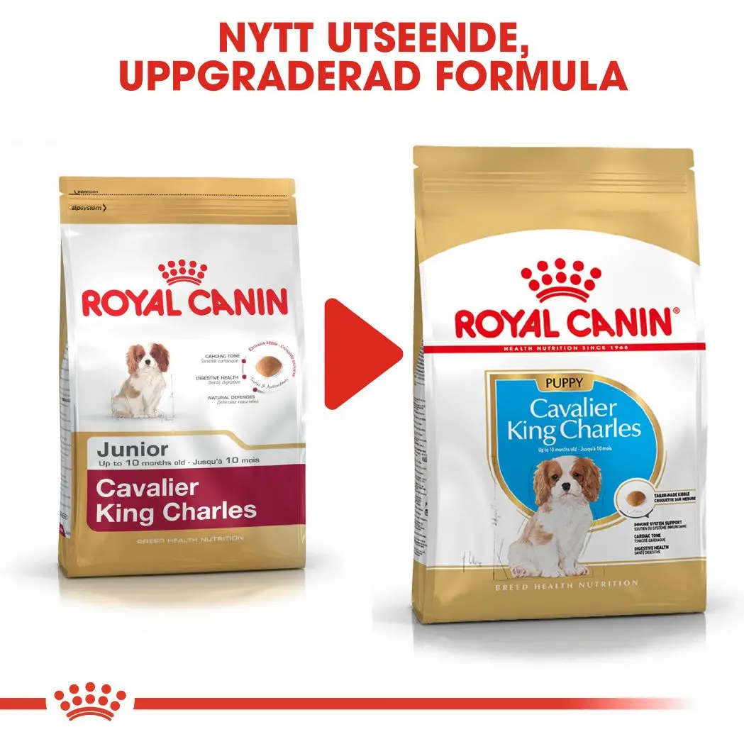 Cavalier King Charles Puppy Kuivaruoka pennuille