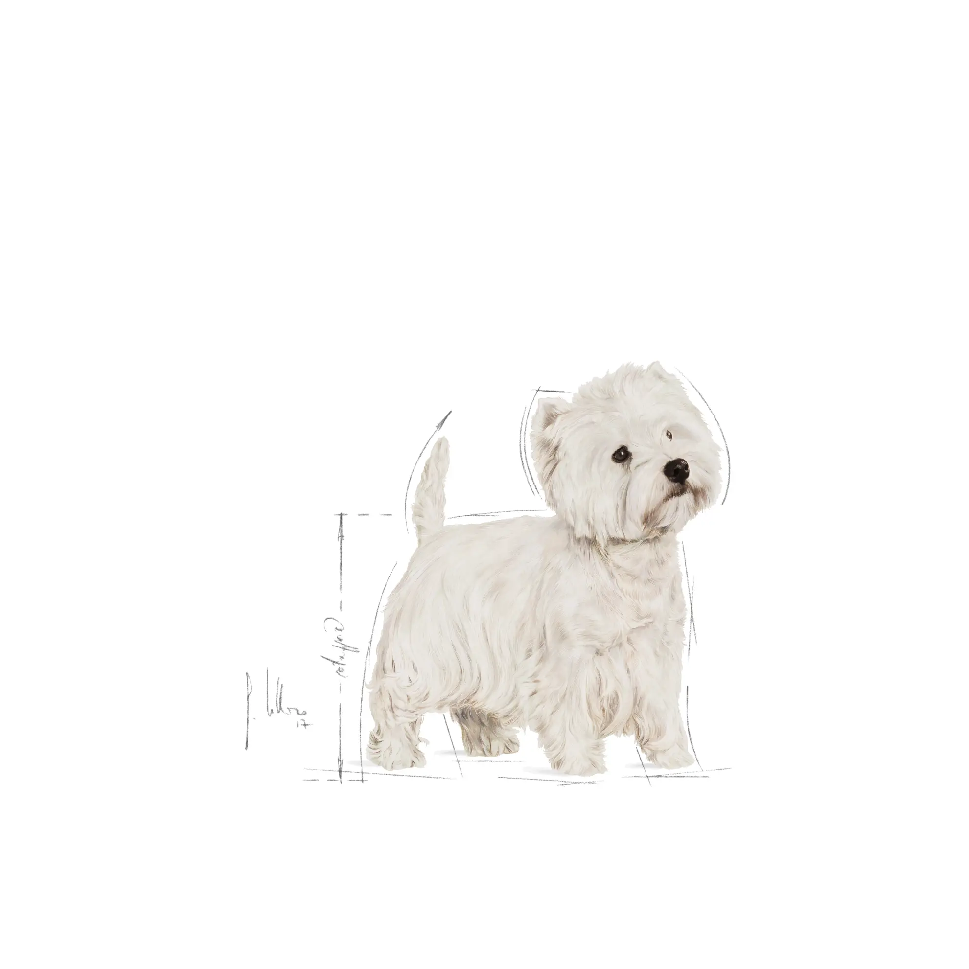 Breed West Highland Terrier Adult Dry koiranruoka