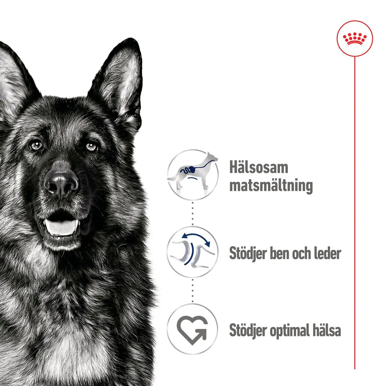 Maxi Adult Loaf Våtfôr for hunder