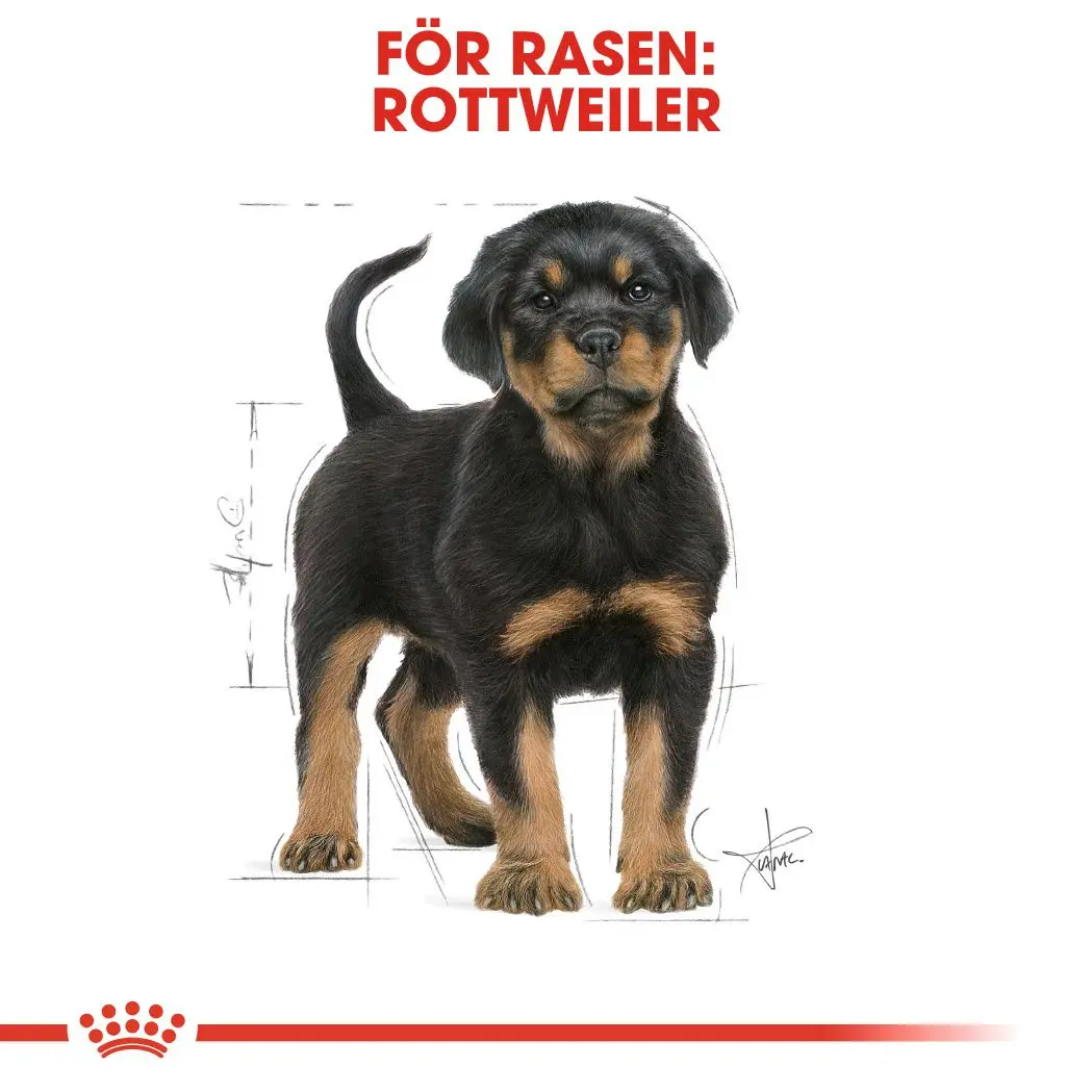 Rottweiler Puppy Kuivaruoka pennuille