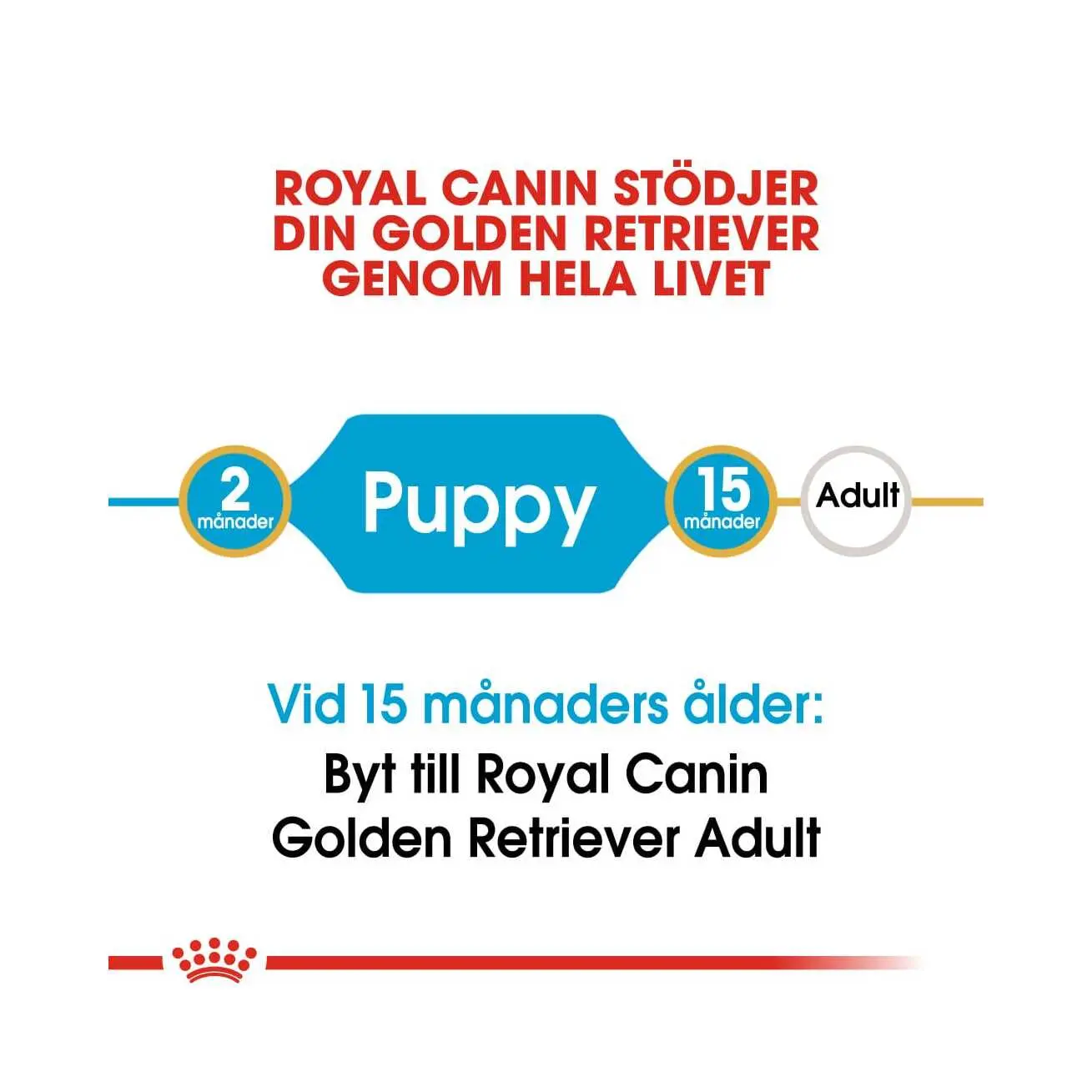 BHN Golden Retriever Puppy
