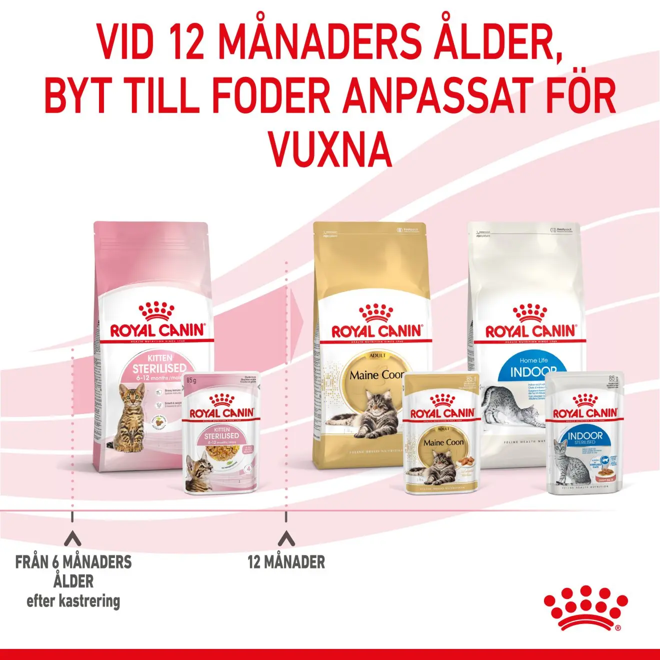 Kitten Sterilised Hyytelö Märkäruoka Kissanpennulle
