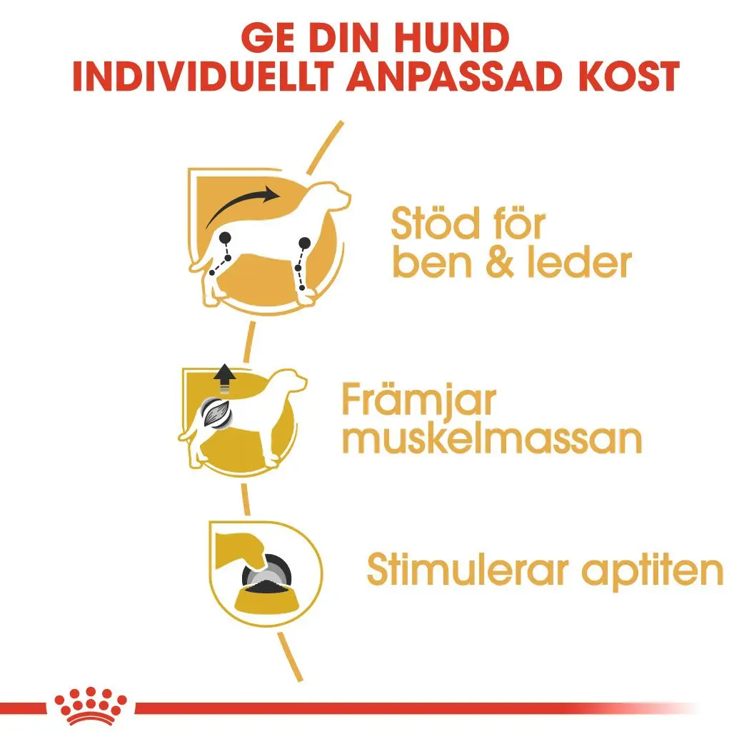 Dachshund Adult Märkäruoka koirille