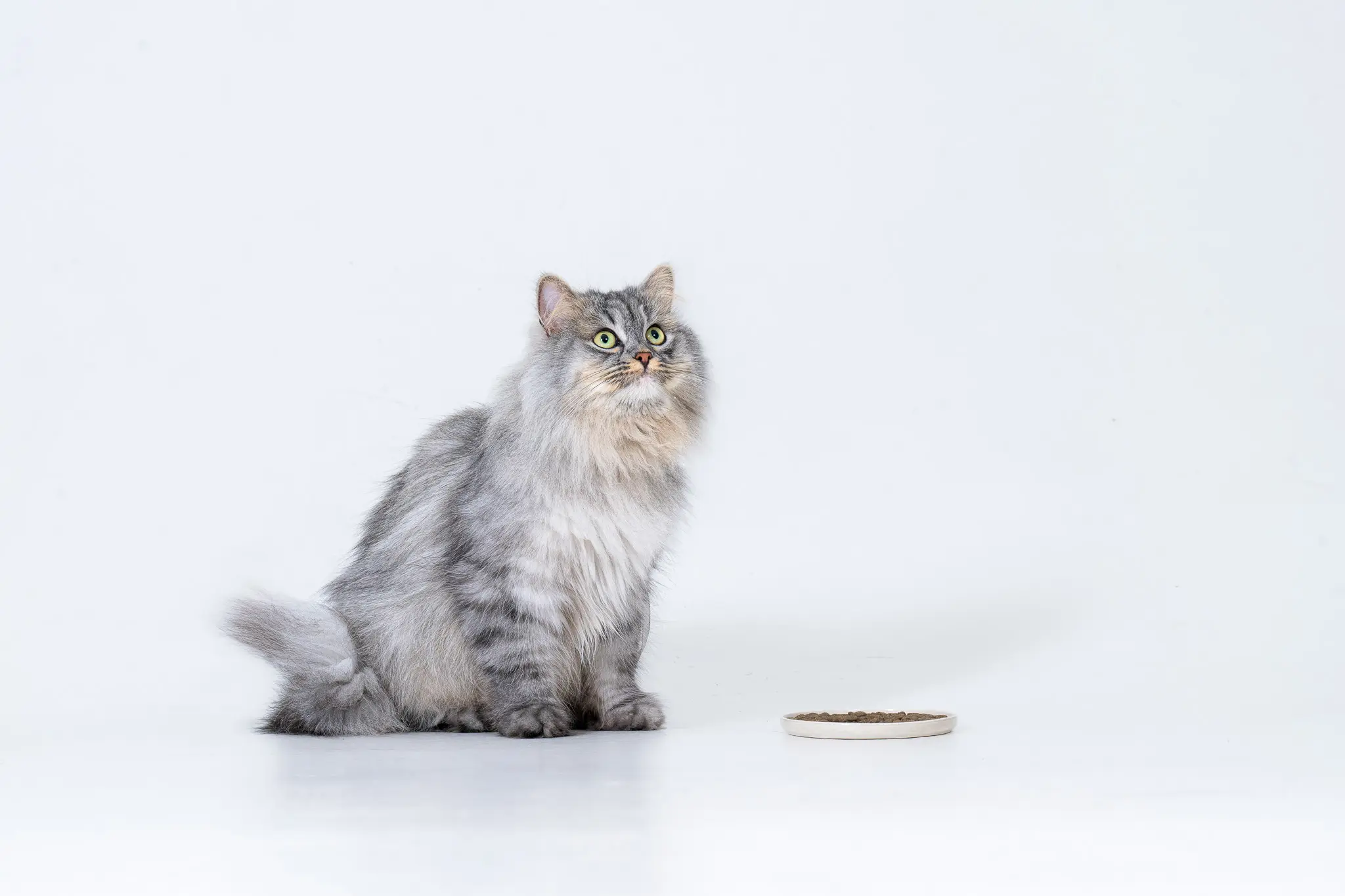Petgood Hyönteispohjainen premium-ruoka aikuisille kissoille