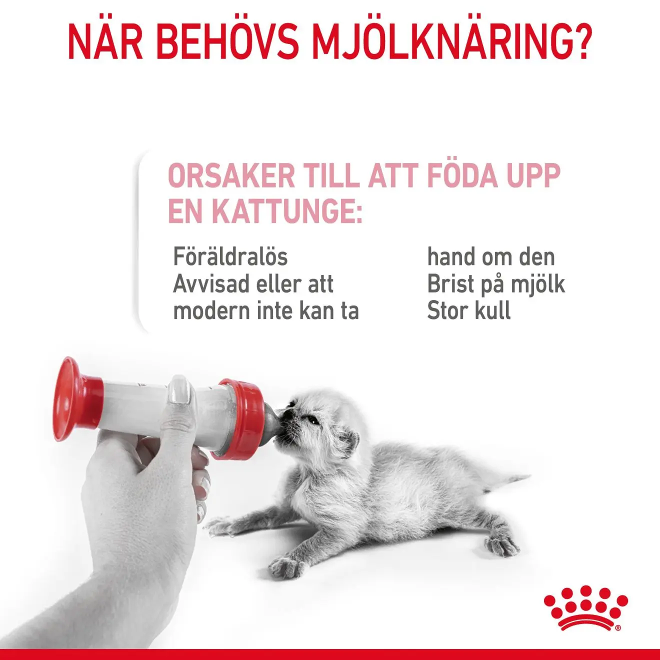 Babycat Milk Starter maito kissanpennulle