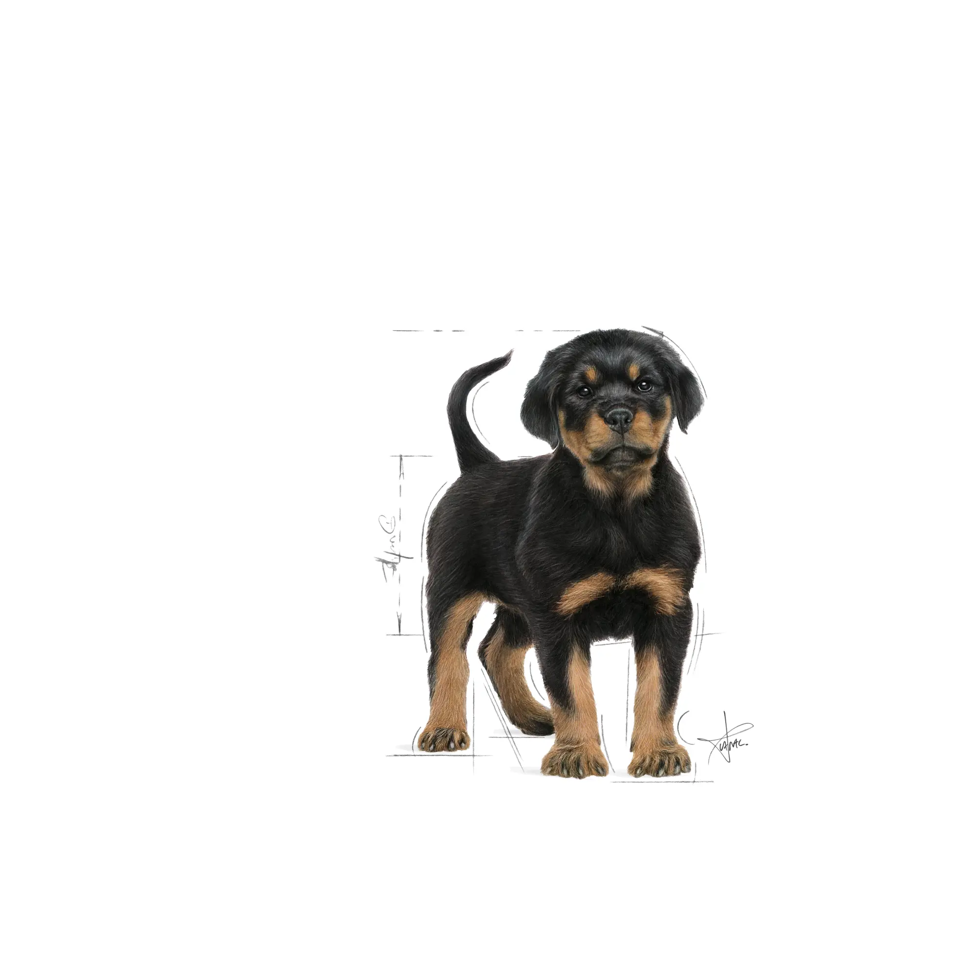 Rottweiler Puppy Kuivaruoka pennuille