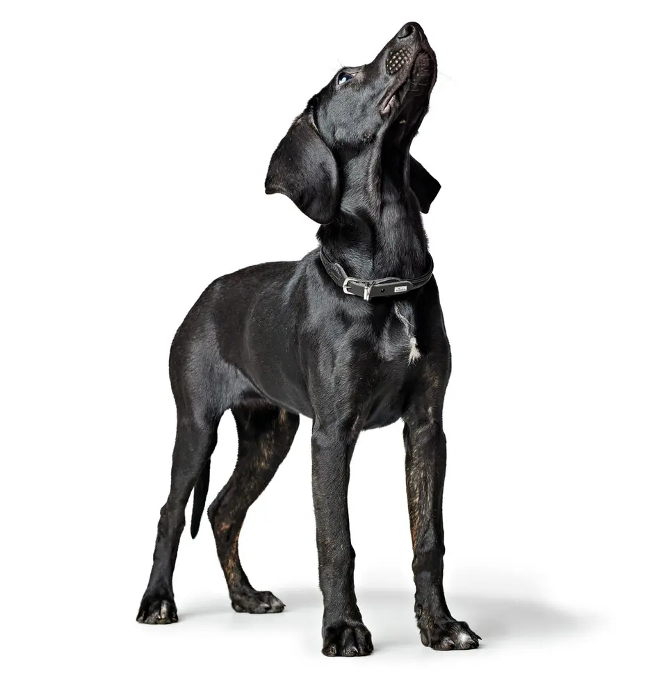 Collar R&S Canadian UP