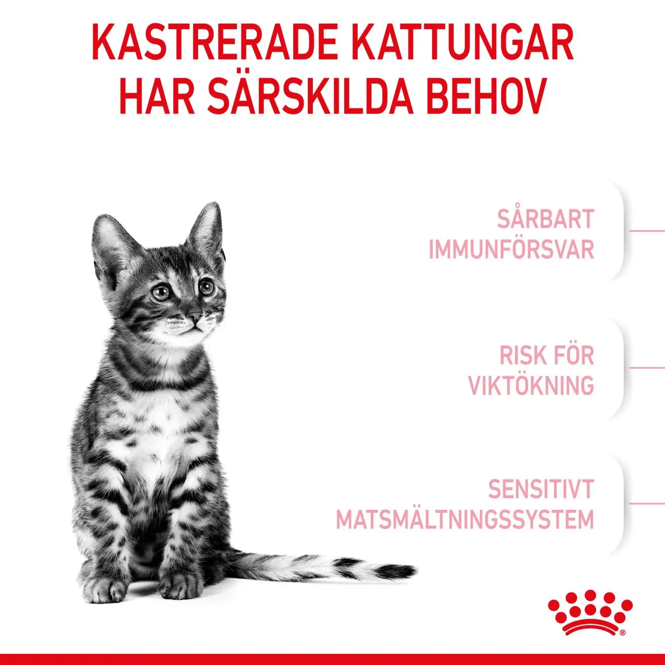 Kitten Sterilised kissanpennun kuivaruoka
