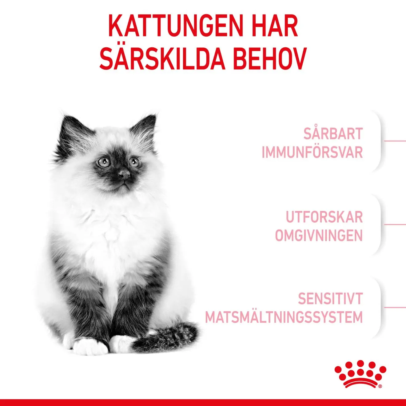Kitten kissanpennun kuivaruoka