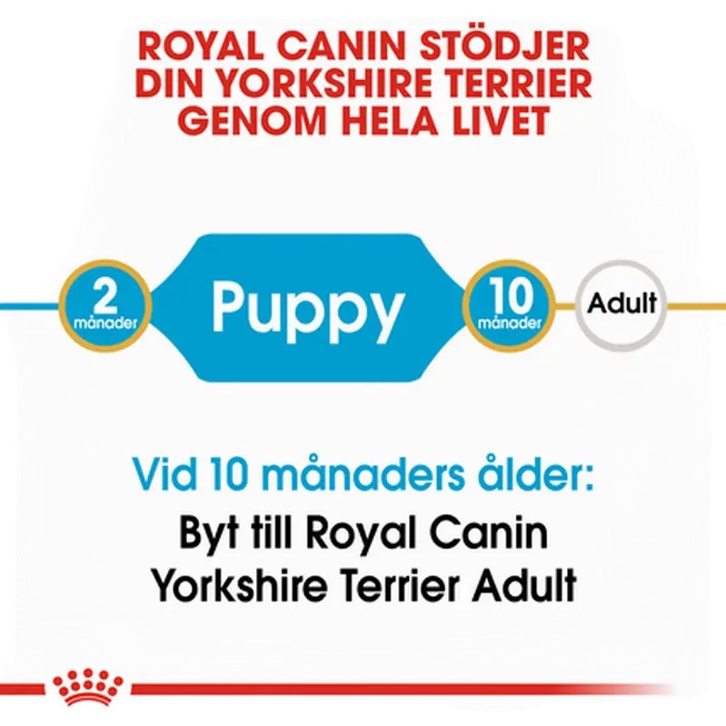 Rotu Yorkshire Terrier Puppy Kuivaruoka pennulle