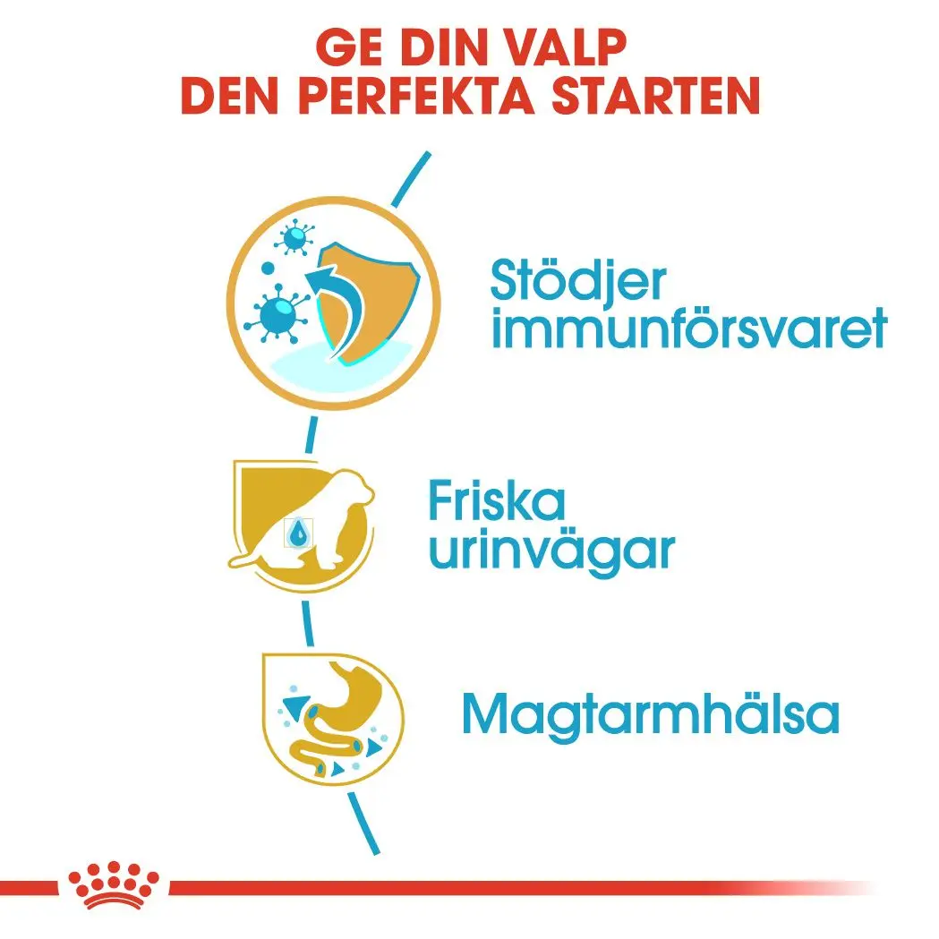 Dalmatiner valp