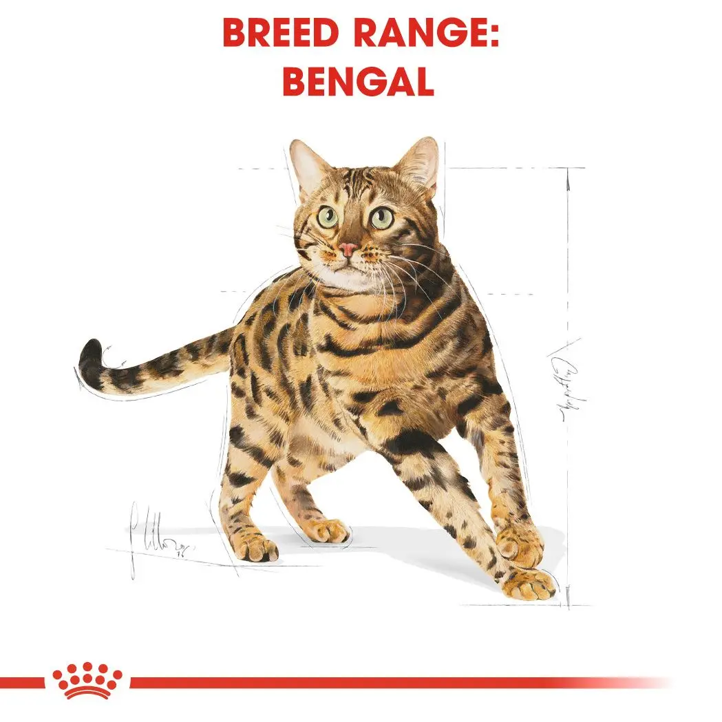Bengal Adult kissan kuivaruoka
