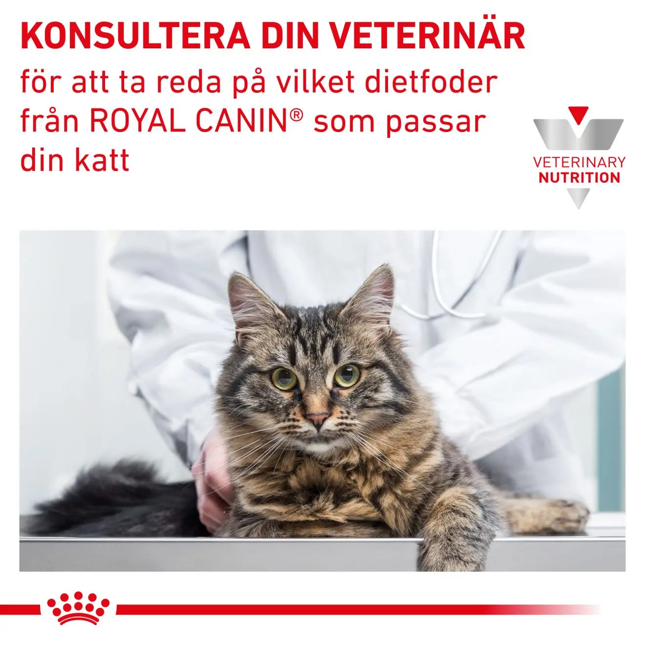 Renal Torrfoder för katt