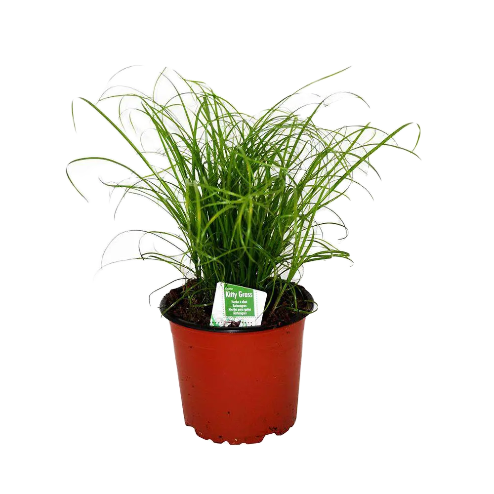 Kittygrass Kattegress 12 cm potte