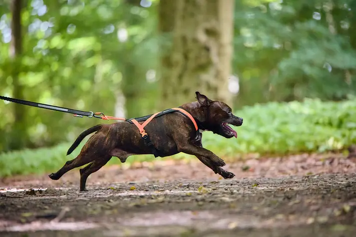 Non-stop dogwear Rush harness Sele