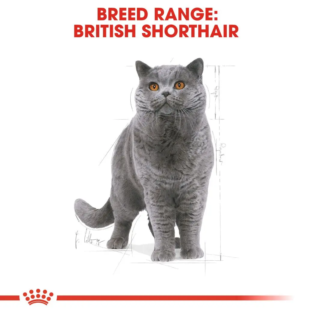 British Shorthair Adult kissan kuivaruoka
