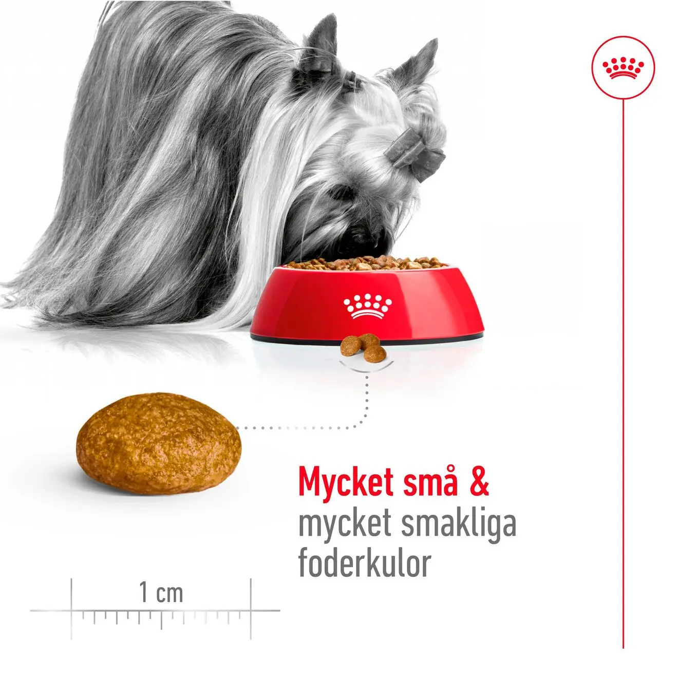X-Small Adult Dry food koirille