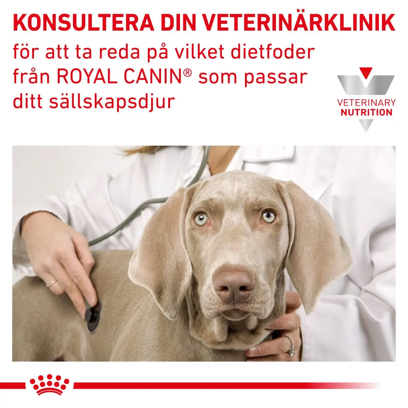 Gastrointestinal Recovery Ultra Soft Mousse Märkäruoka kissoille ja koirille