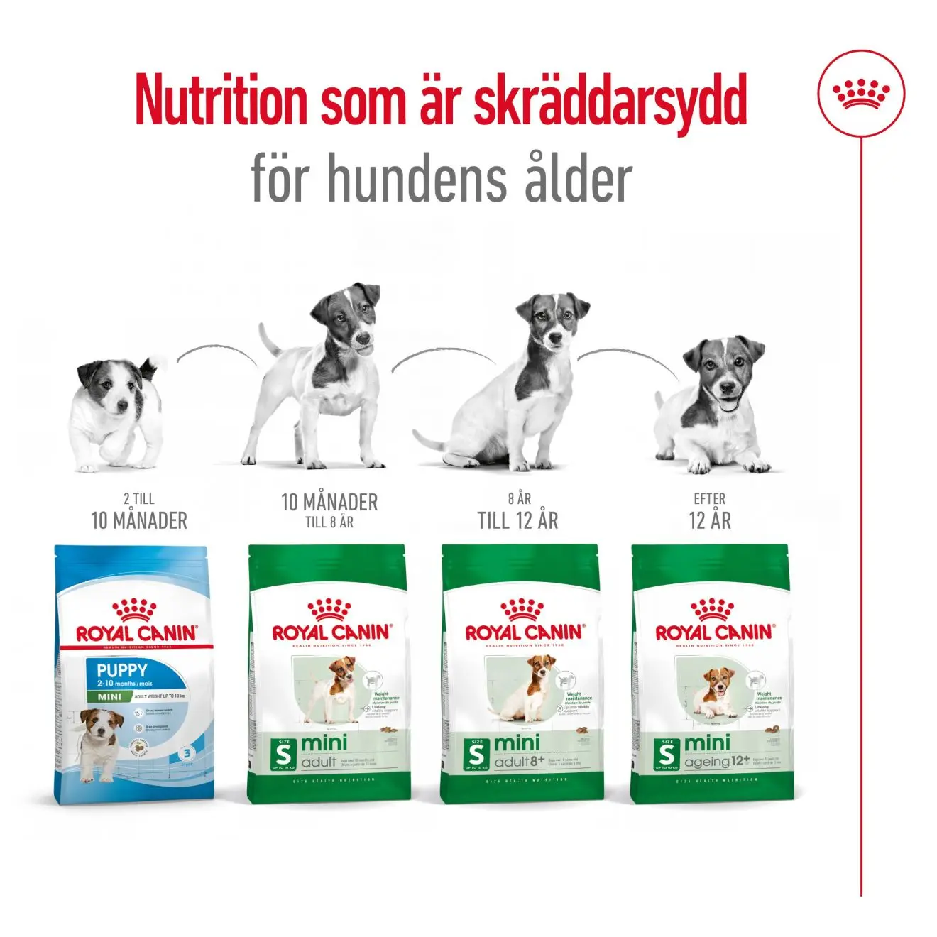 Mini Ageing 12+ Ageing Kuivaruoka koirille