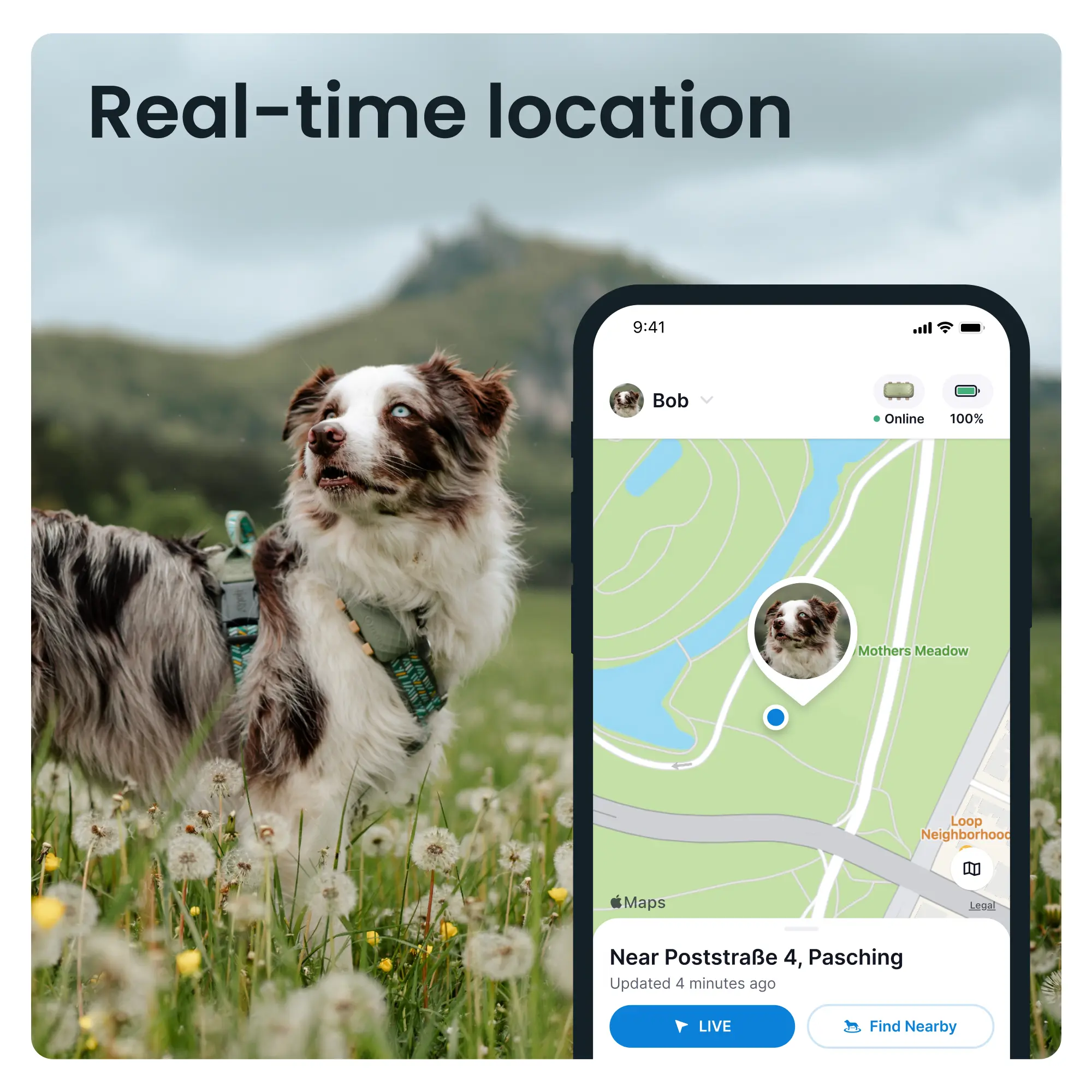 GPS DOG XL Grön