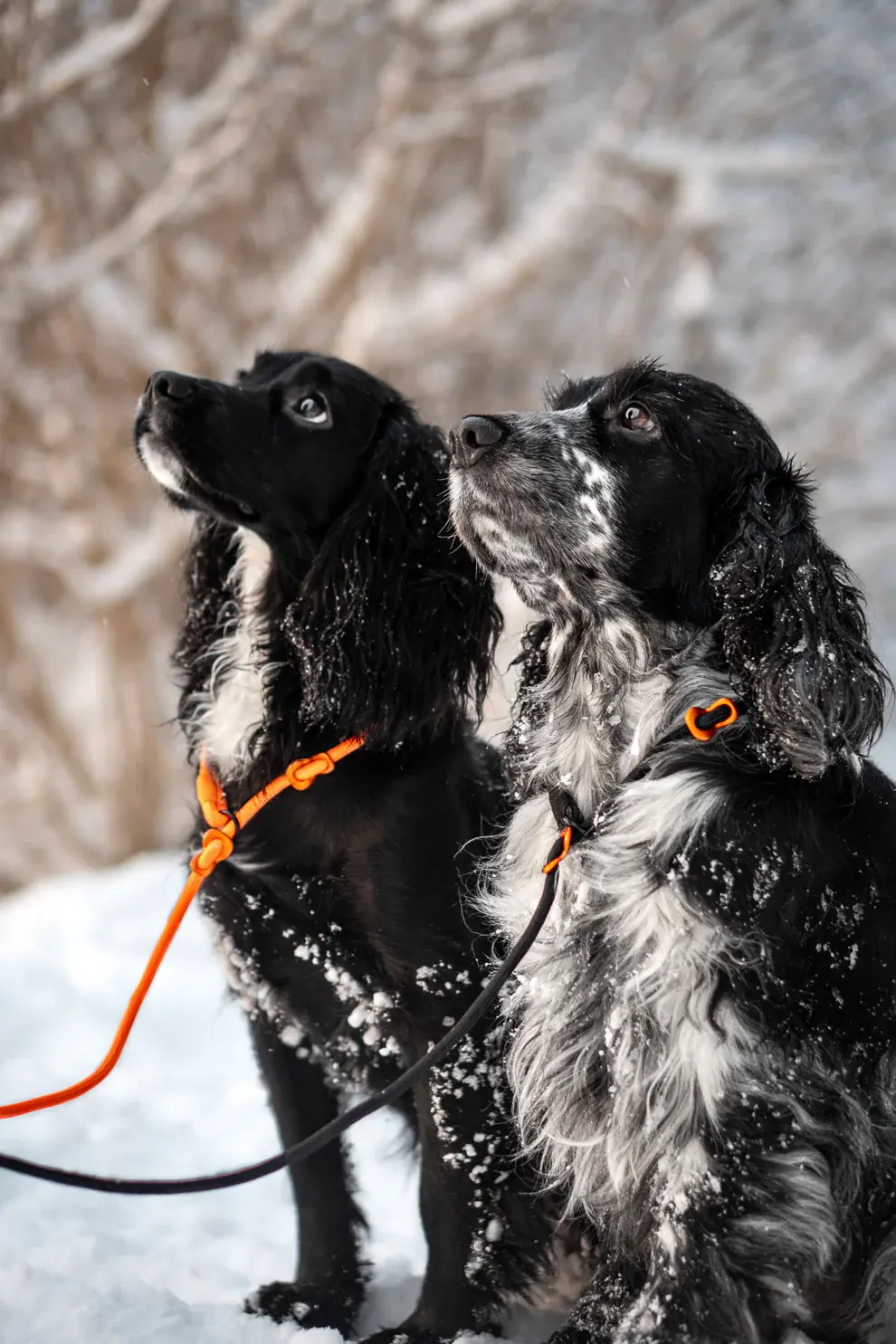 Retrieverbånd