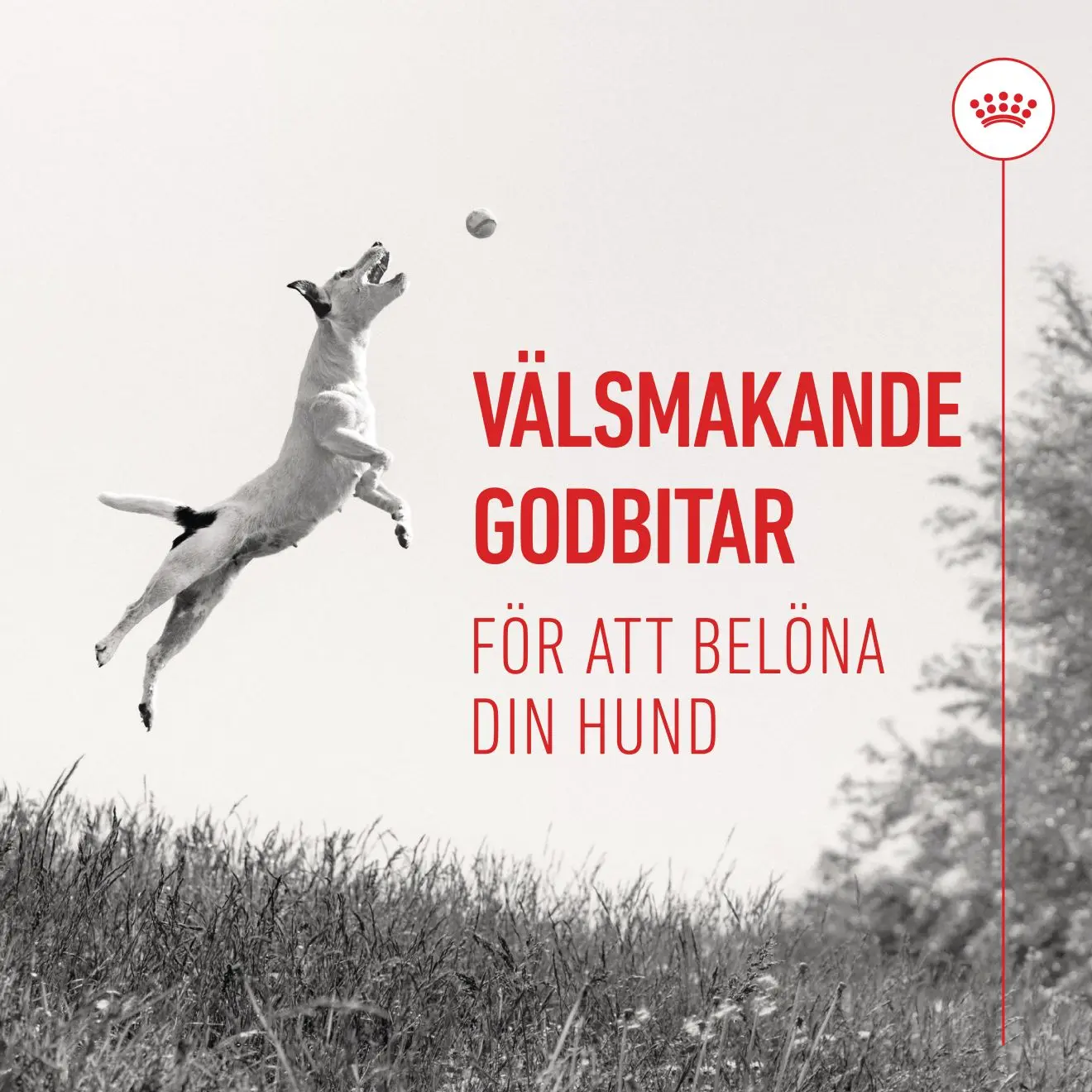 Royal Canin Training Treats – træningsgodbidder til hunde fra 6 mdr.