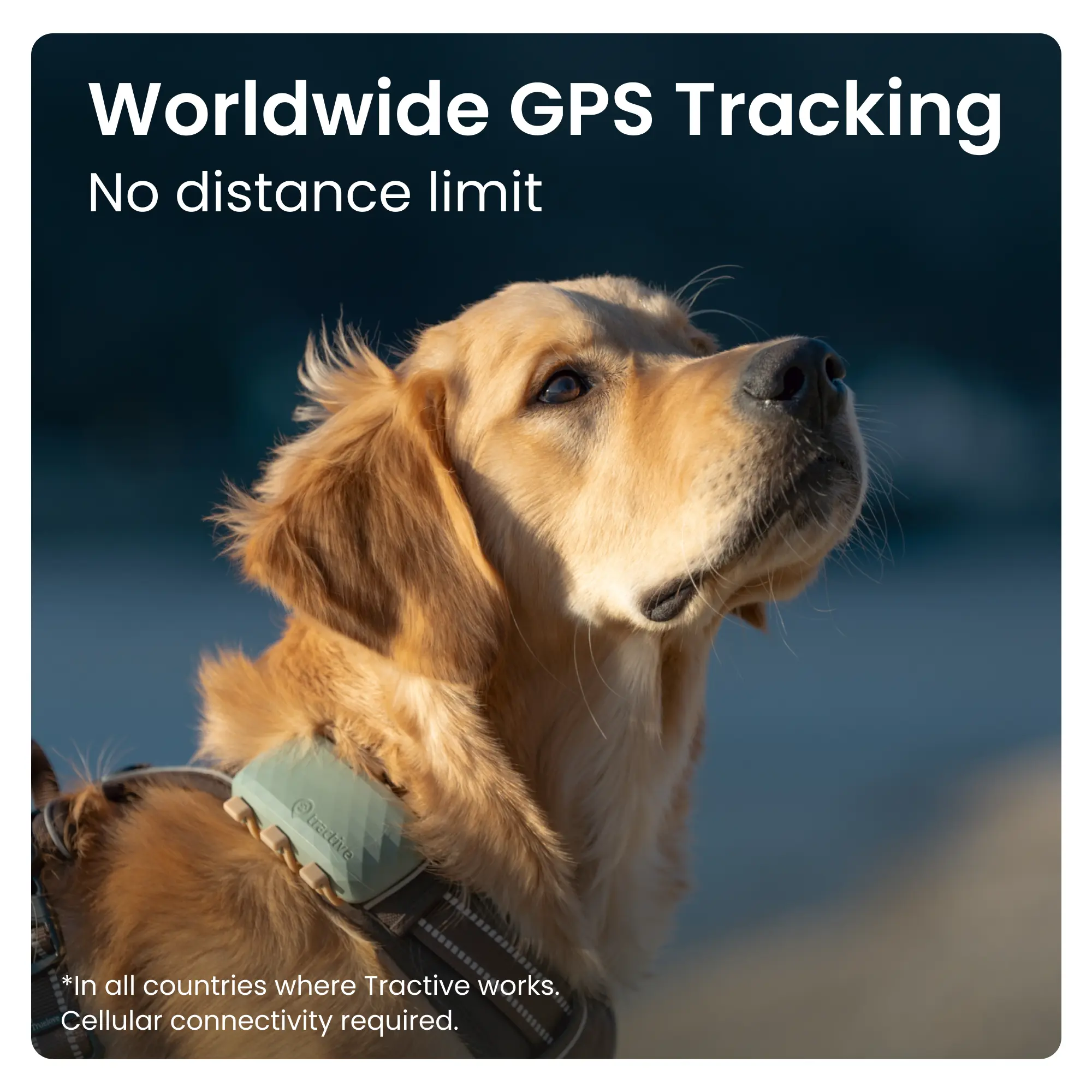 GPS DOG XL Grønn