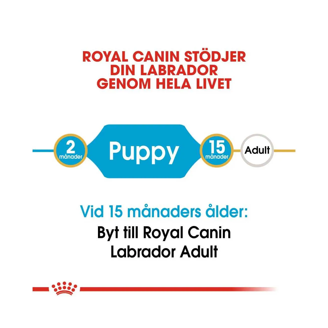 BHN Labrador Puppy