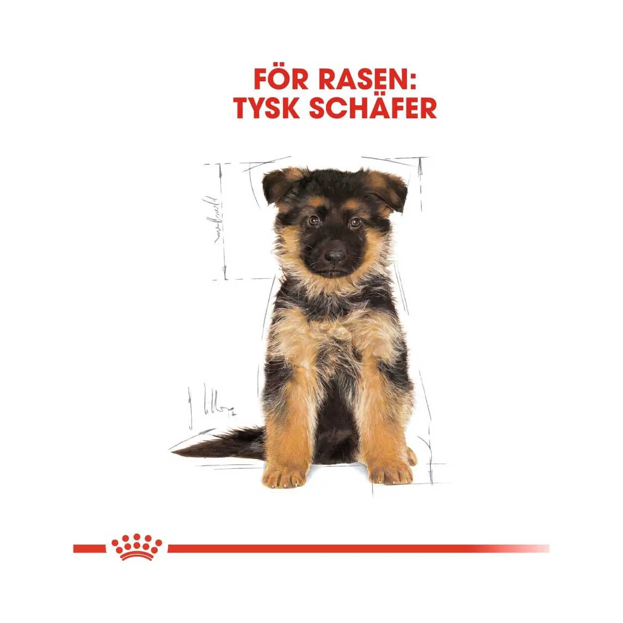 BHN German Shepherd Puppy