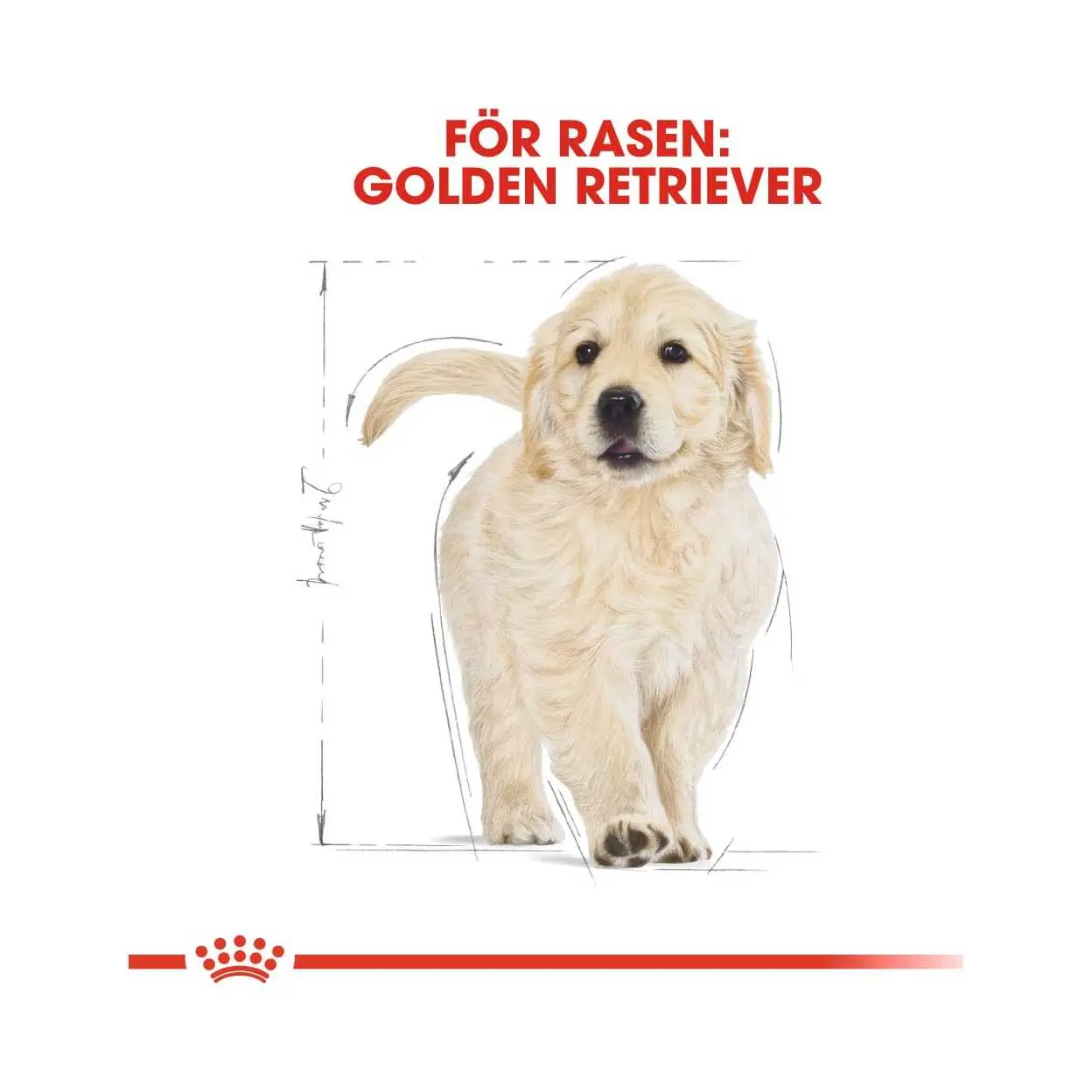 BHN Golden Retriever Puppy