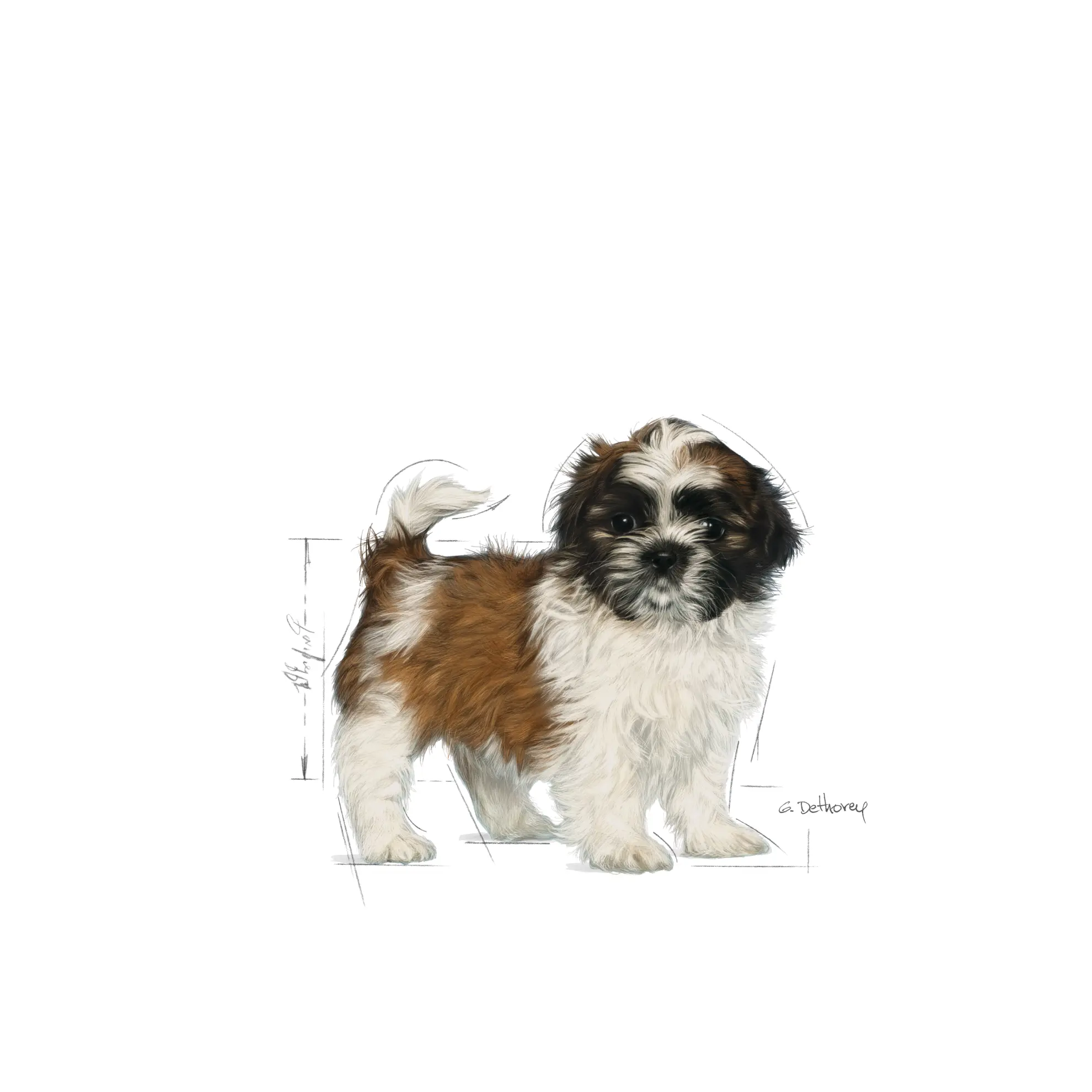 Shih Tzu Puppy Kuivaruoka pennuille