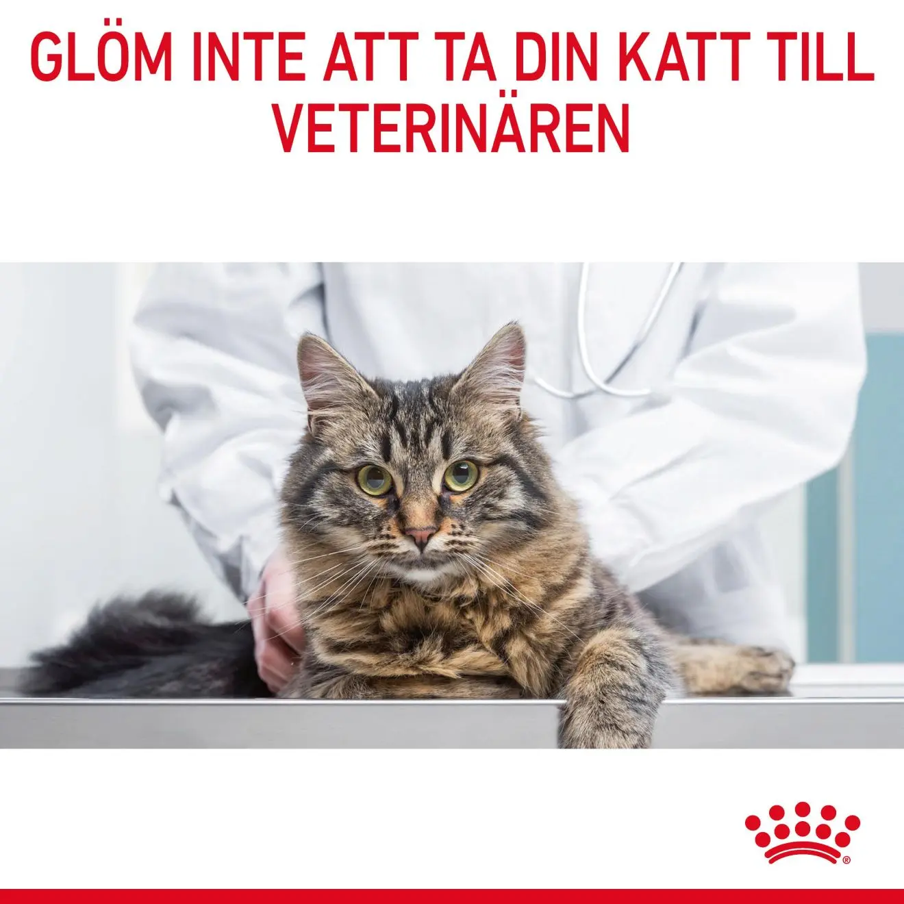 Urinary Care Adult kissan kuivaruoka