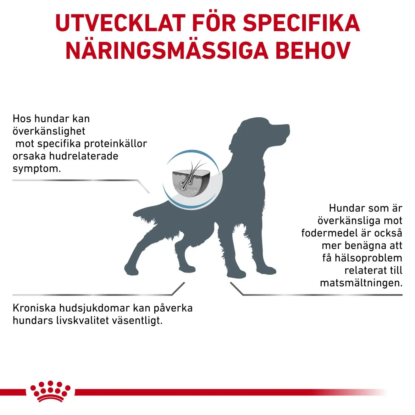 Anallergenic kuivaruoka koirille - ruoka-aineallergiaan