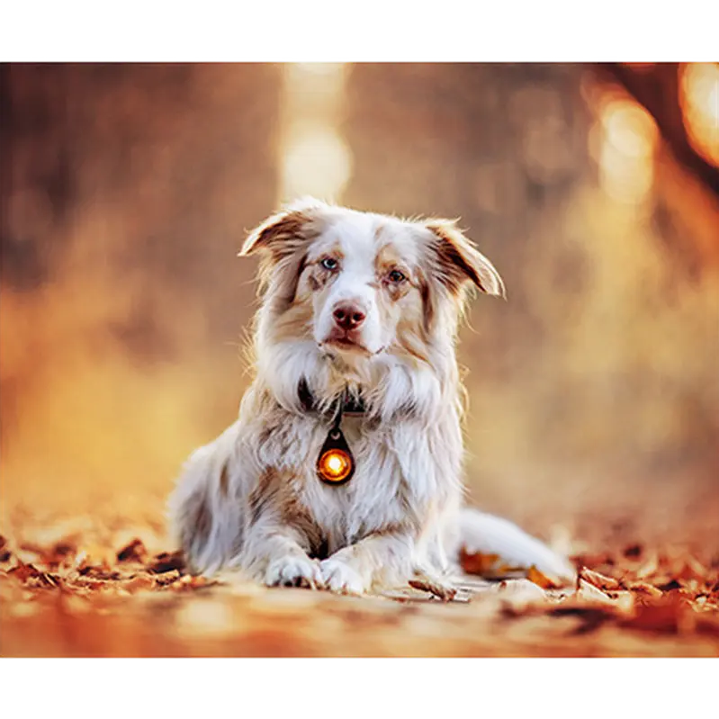 Safety Light Dog Dual LED - Amber