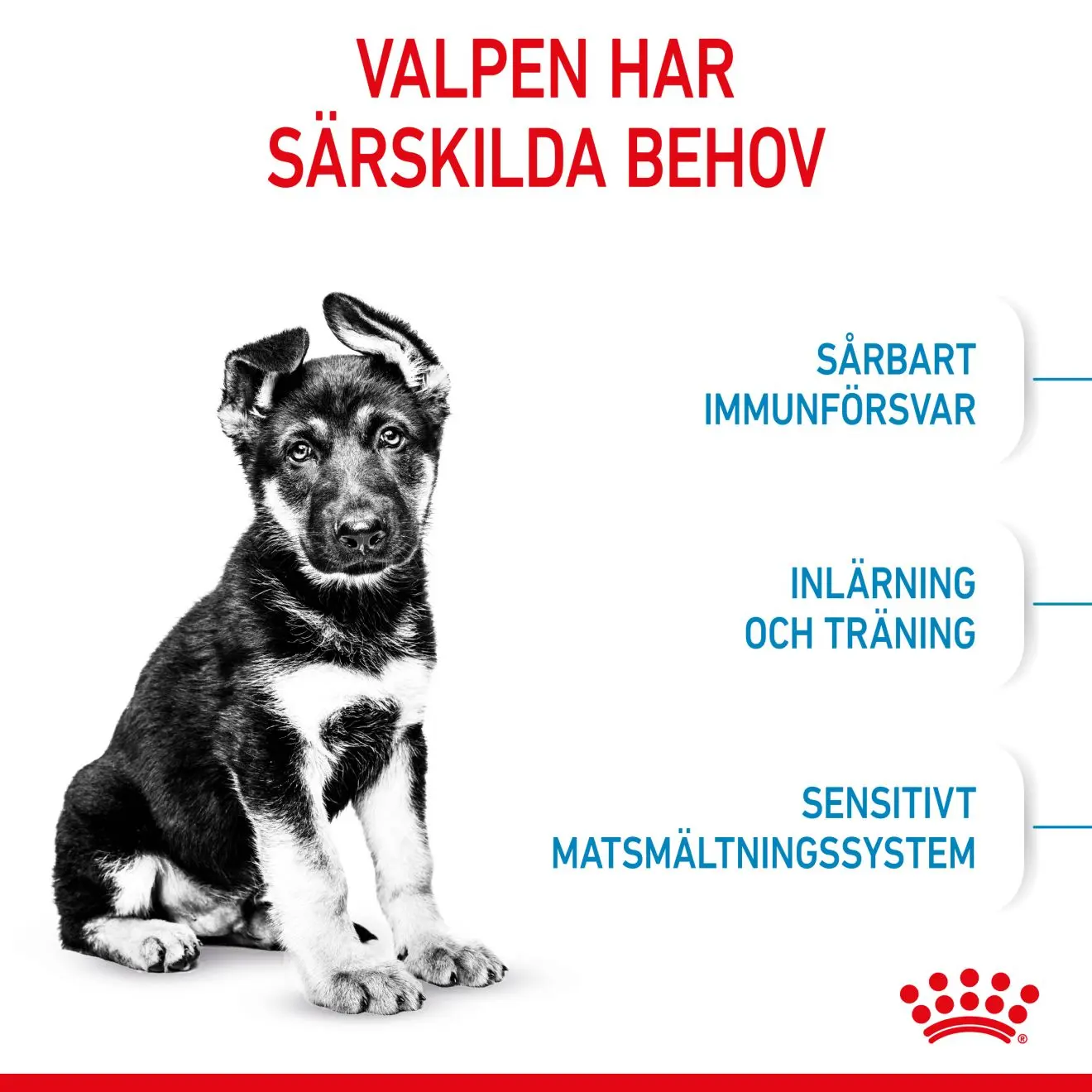 Maxi Puppy Kuivaruoka pennuille