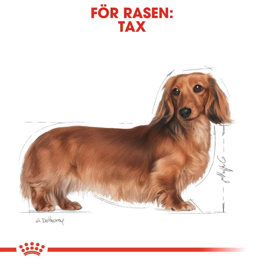 Dachshund Adult Märkäruoka koirille