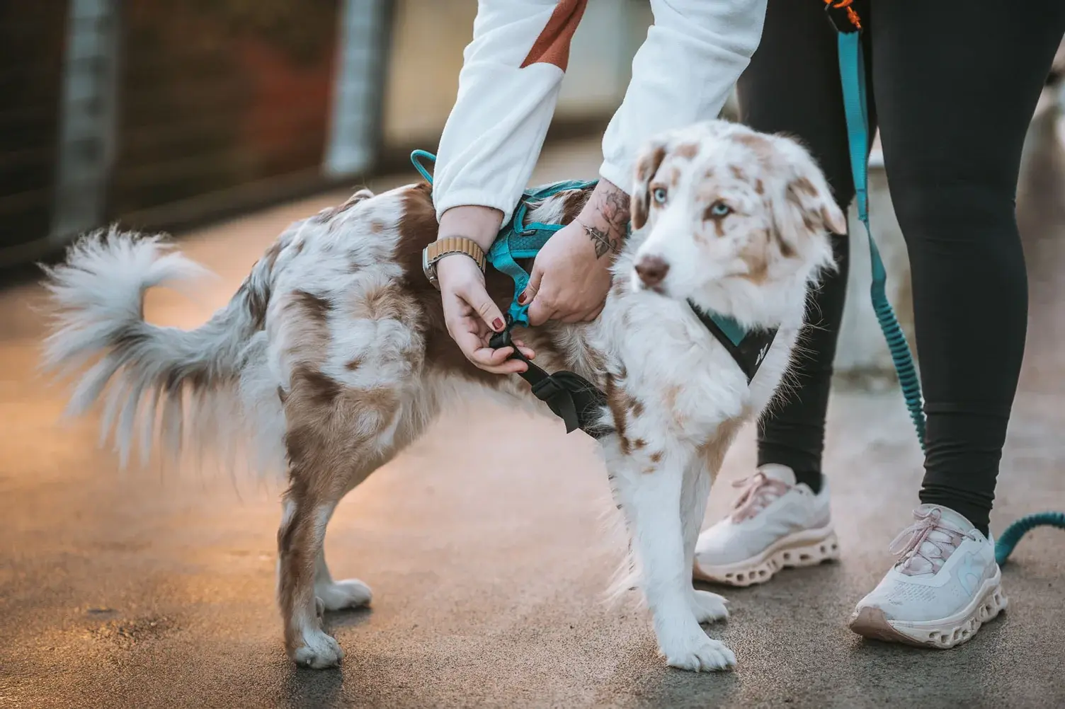 Non-stop dogwear Rush harness – trænings- og trækkesele til hunde