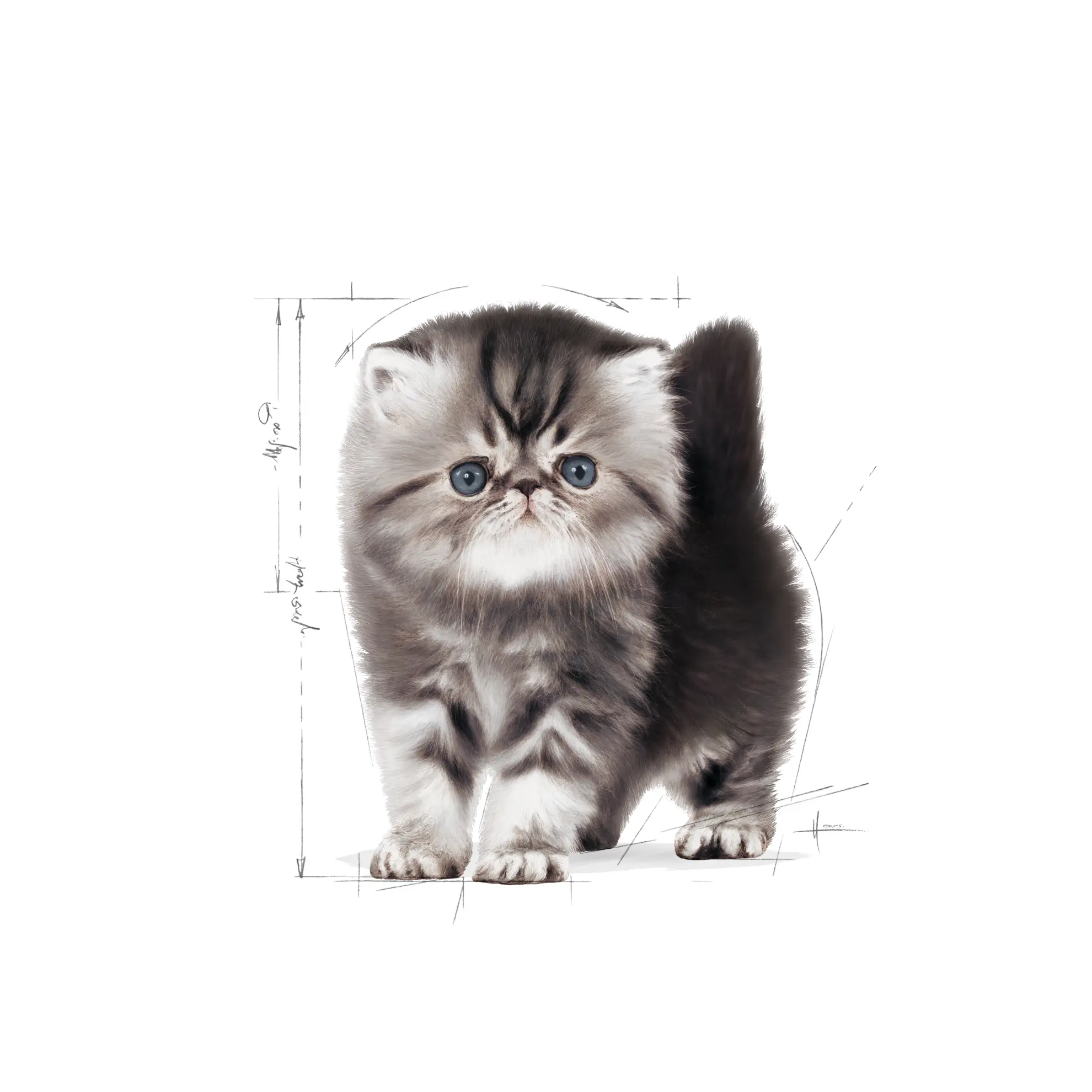 Persian Kitten kissanpennun kuivaruoka